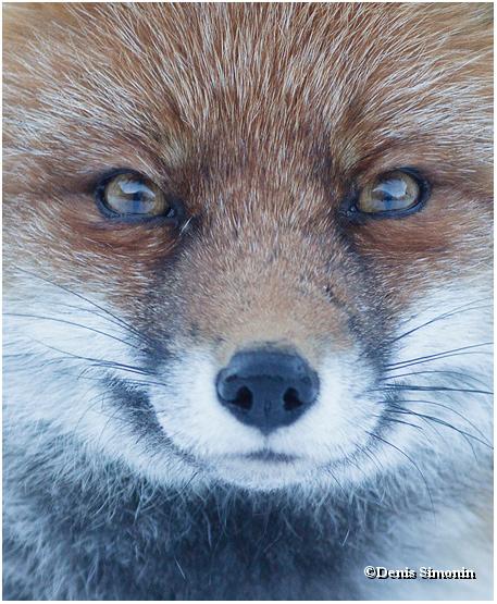 Portrait de renard